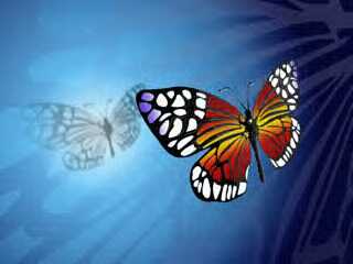 Butterfly with shadow